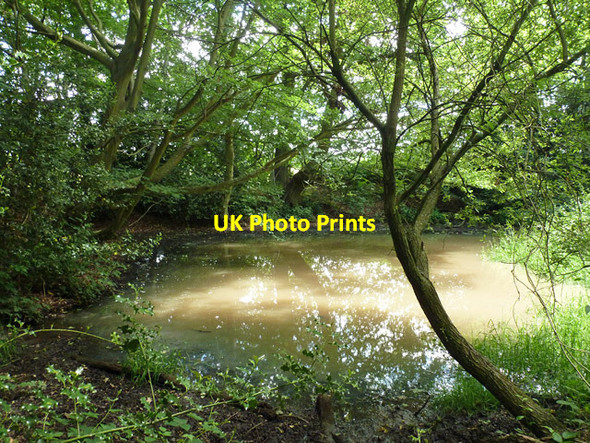 Photo 6"x4" Pond by footpath 10W Crabbet Park c2014