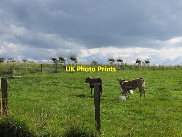Photo 6"x4" Calves, Causeway Road Dunseverick c2013