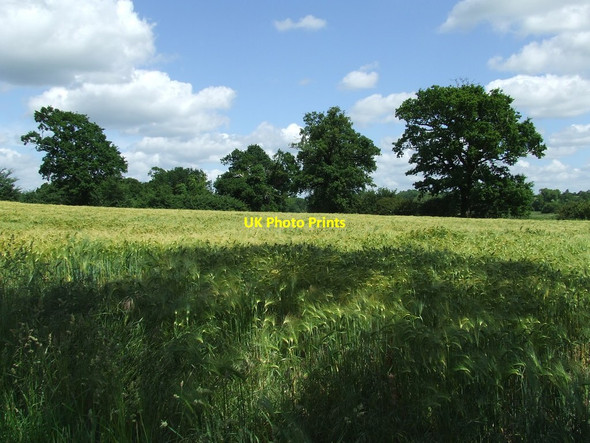 Photo 6"x4" Field And Trees Little Glemham c2014