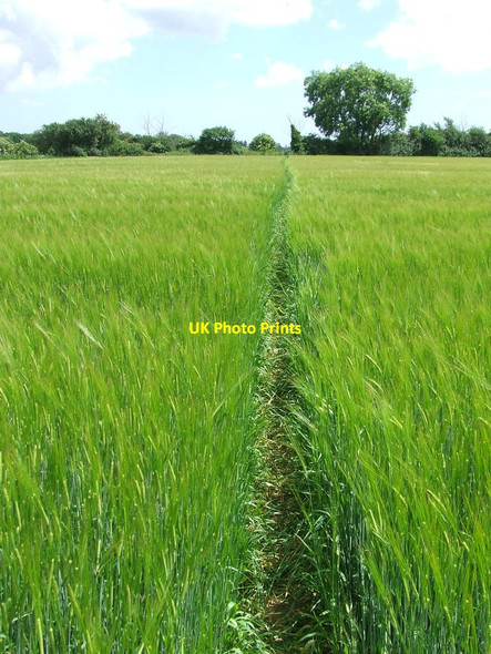 Photo 6"x4" Through The Barley Farnham\/TM3660 c2014