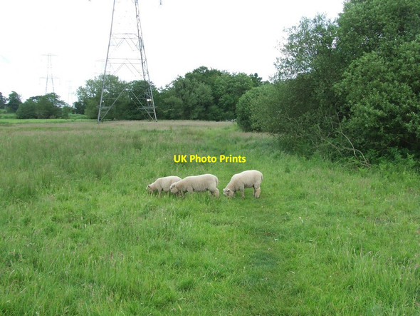 Photo 6"x4" Sheep On Footpath Gromford c2014