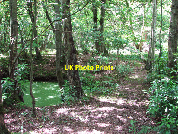 Photo 6"x4" Causeway onto the moated site in Hockering Wood Hockering c2014
