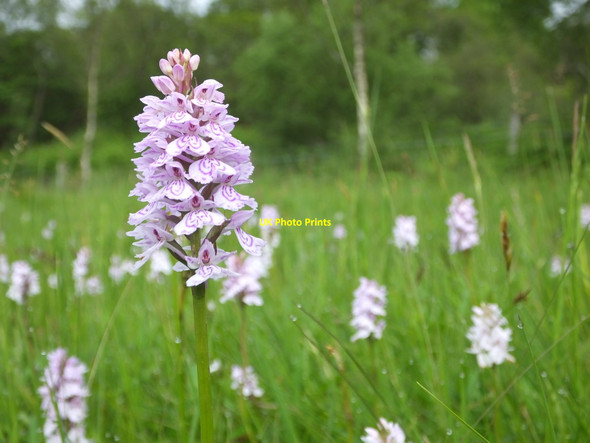 Photo 6"x4" Heath spotted orchids (Dactylorhiza maculata) West Tarbert c2014