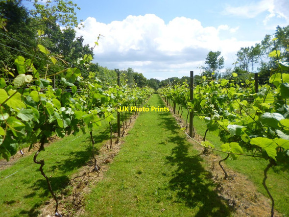 Photo 6"x4" Setley Ridge Vineyard Setley c2014