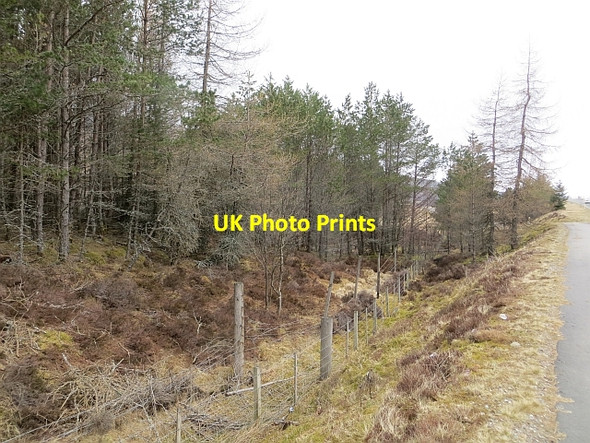 Photo 6"x4" Woodland by North Drumochter Lodge North Drumochter Lodge c2014