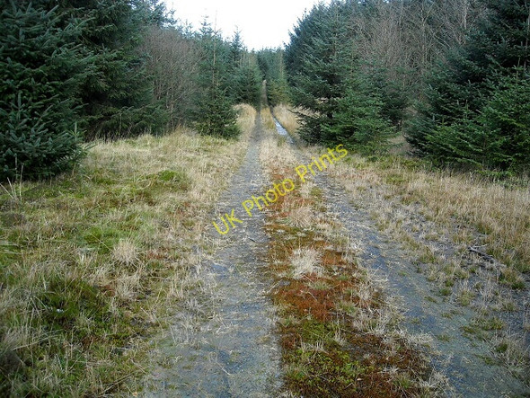 Photo 6"x4" Track in Glentrool Forest Craigenjig c2009