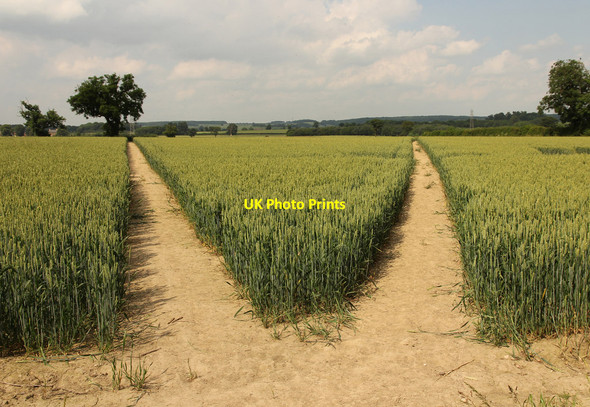 Photo 6"x4" Two paths Edingley c2014