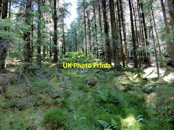 Photo 6"x4" In the forest Glaspwll c2014