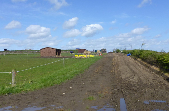 Photo 6"x4" Horses in paddock Bedlington c2015
