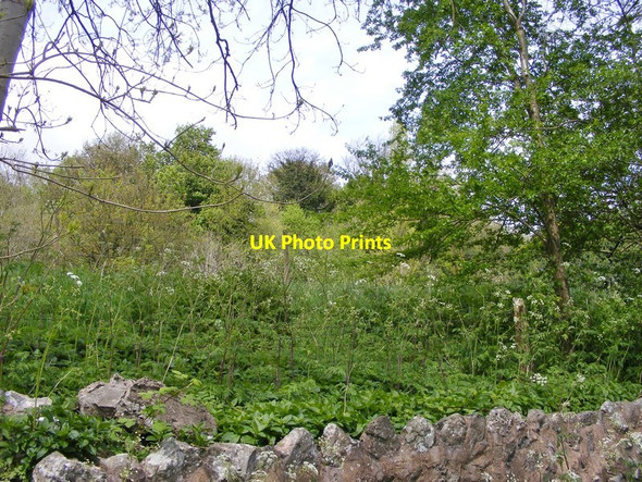 Photo 6"x4" Path Scene Sedgley c2015