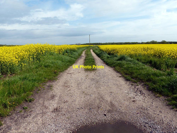 Photo 6"x4" Path between 2 fields of rapeseed (Brassica Napus) Maghull c2015