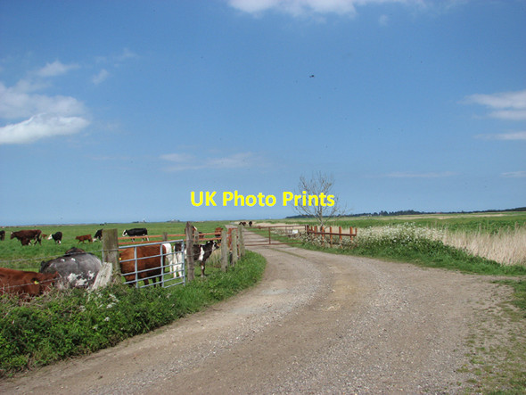 Photo 6"x4" Farm road on The Island Fritton\/TG4600 c2015