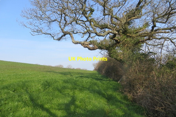 Photo 6"x4" Field near Shipton Gorge Shipton Gorge c2015
