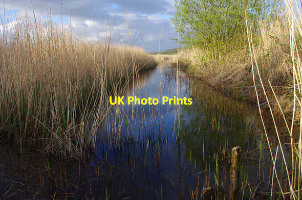 Photo 6"x4" Leighton Moss in spring Red Bridge c2015