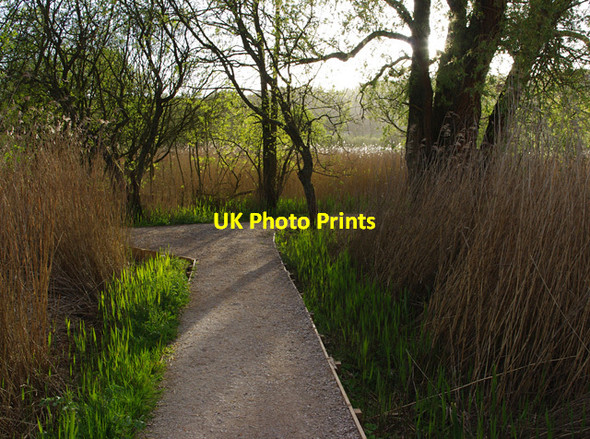 Photo 6"x4" Leighton Moss in spring Red Bridge c2015 P1