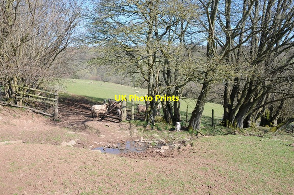 Photo 6"x4" sheep in a gateway Craswall\/SO2835 c2015