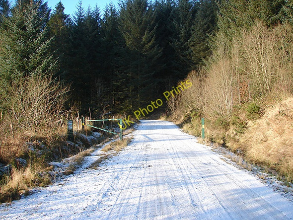 Photo 6"x4" The entrance to Hafren Forest at Pant-yr-esgair Tynyrwtra\/SN8885 c2009