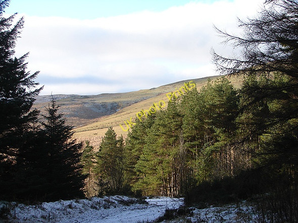 Photo 6"x4" Near the edge of Hafren Forest Llanifyny c2009