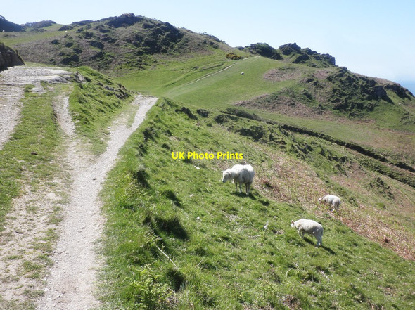 Photo 6"x4" Torrs Park Ilfracombe c2015