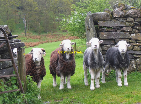 Photo 6"x4" Four Herdwicks, Elterwater Park farm Skelwith Bridge c2015
