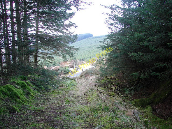 Photo 6"x4" Footpath at Bryn Bach in the Hafren Forest Tynyrwtra\/SN8885 c2009