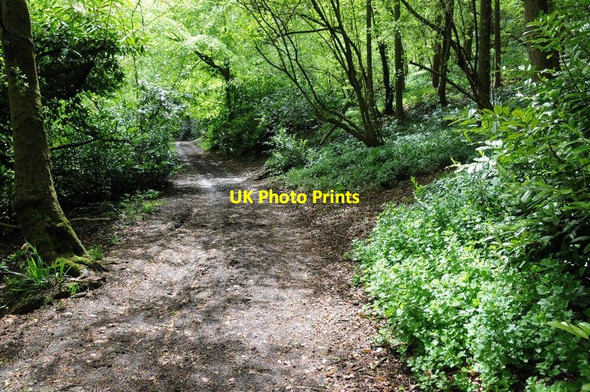 Photo 6"x4" Bridleway through Dovedale Blockley c2015