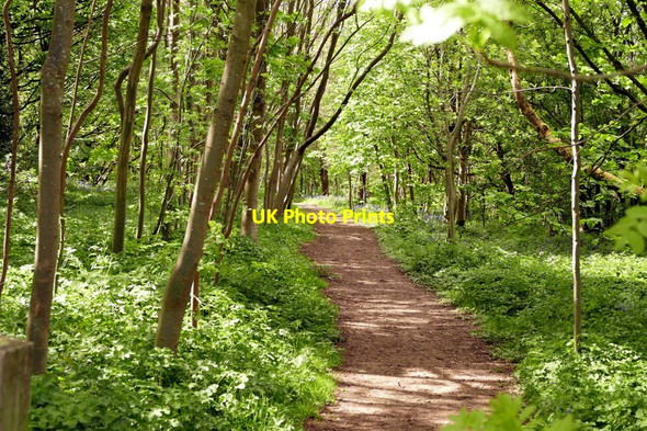 Photo 6"x4" Footpath in Watnall Wood Bogend\/SK4946 c2015