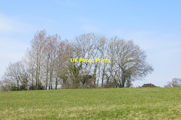 Photo 6"x4" Field off Mutton Street Marshwood c2015