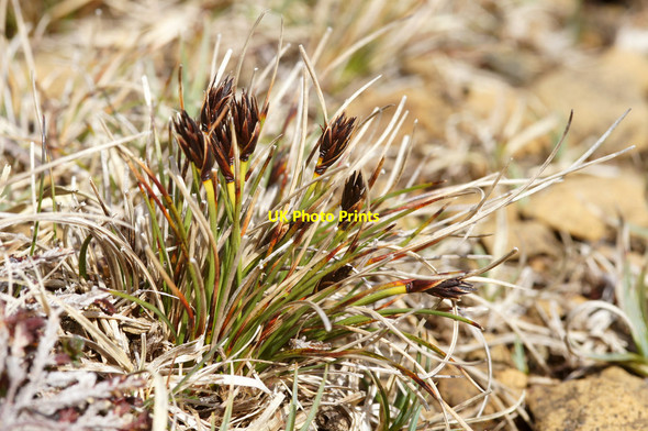 Photo 6"x4" Black Bogrush (Schoenus nigricans), serpentine heath above Baltasound Gardie\/HP6211 c2015