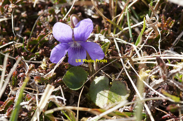 Photo 6"x4" Heath Dog-violet (Viola canina), serpentine heath above Baltasound Gardie\/HP6211 c2015