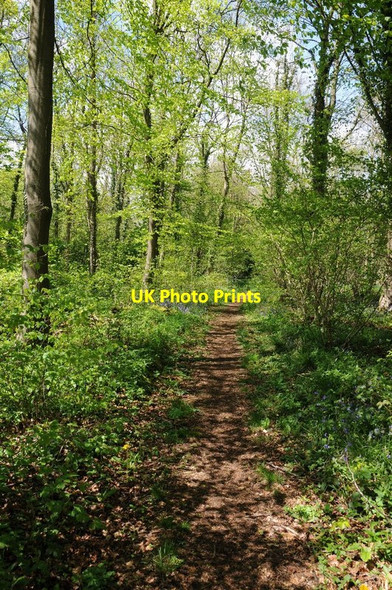 Photo 6"x4" A woodland footpath Blockley c2015