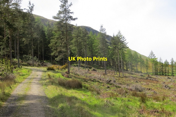 Photo 6"x4" Drumdreel Wood Gateside\/NO1809 c2015