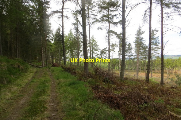 Photo 6"x4" Drumdreel Wood Gateside\/NO1809 c2015 P1