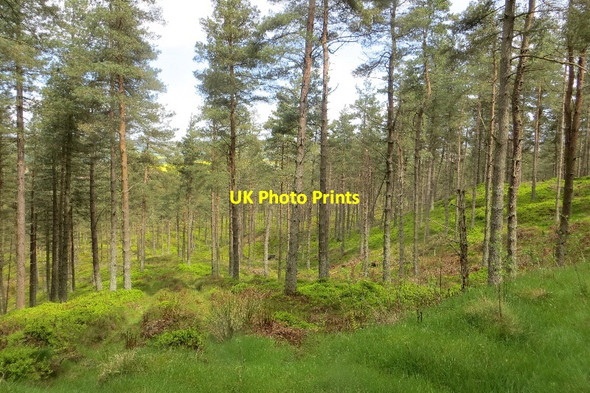 Photo 6"x4" Barrington Muir Plantation Strathmiglo c2015