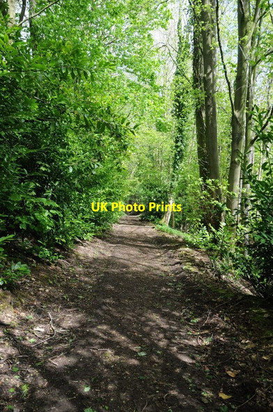 Photo 6"x4" Footpath through Norcombe Wood Blockley c2015