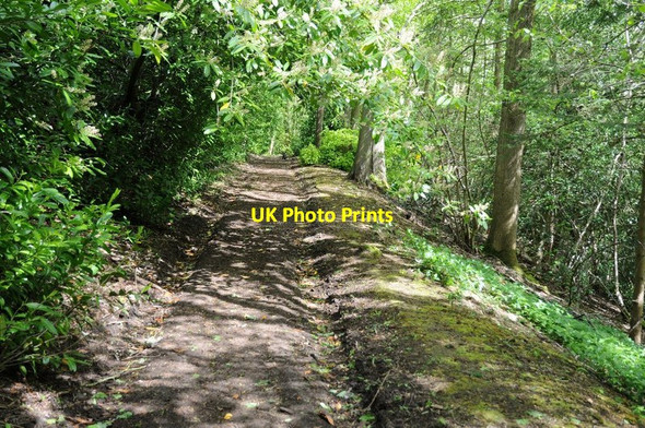 Photo 6"x4" Footpath in Norcombe Wood Blockley c2015