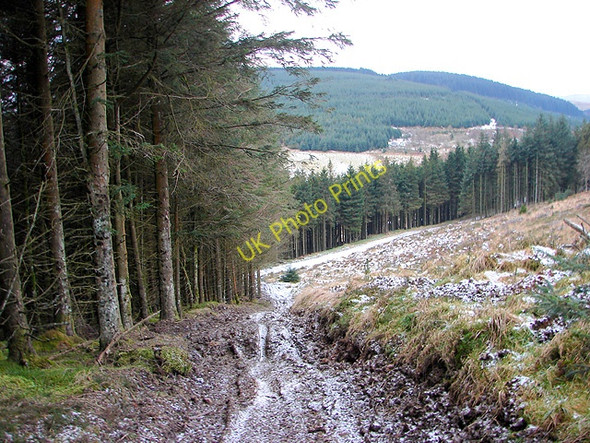 Photo 6"x4" Forestry track on the slopes of Drum Maen Tynyrwtra\/SN8885 c2009