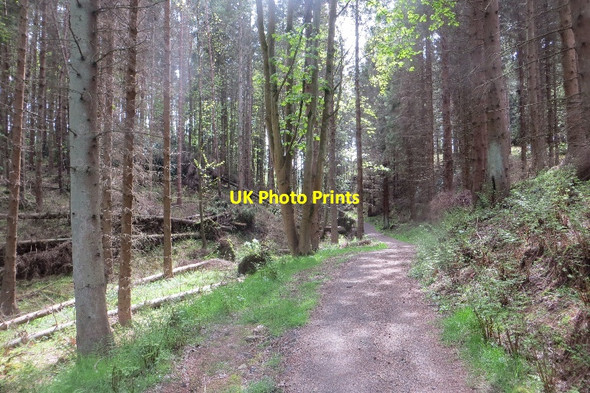 Photo 6"x4" Woodland, Falkland Falkland c2015