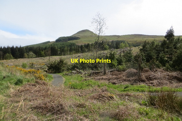 Photo 6"x4" Woodland, Falkland Falkland c2015 P1