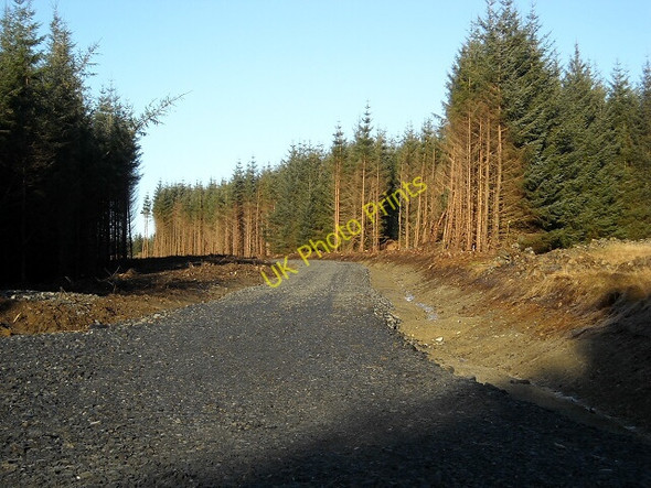 Photo 6"x4" Forest Track Barjarg Hill c2009