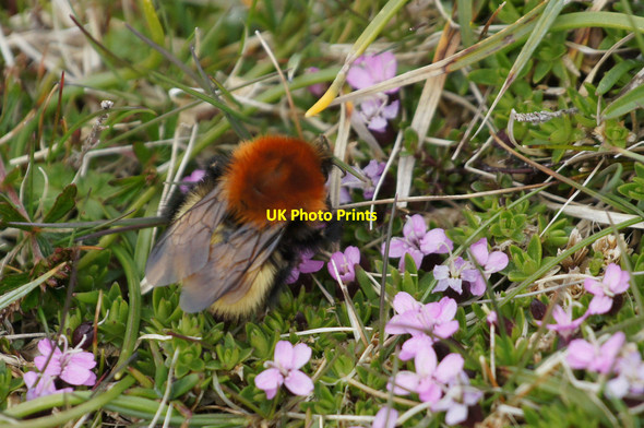 Photo 6"x4" Shetland Bumblebee (Bombus muscorum agricolae) on Moss Campion (Silene acaulis), Clibberswick Clibberswick c2015