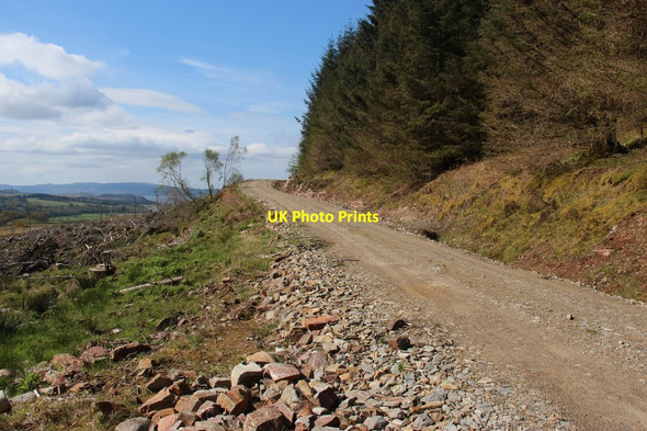 Photo 6"x4" Forestry at Fearnoch Kilfinan c2015