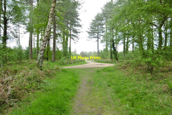 Photo 6"x4" Deerleap Inclosure, forestry crossroads Ashurst\/SU3310 c2015