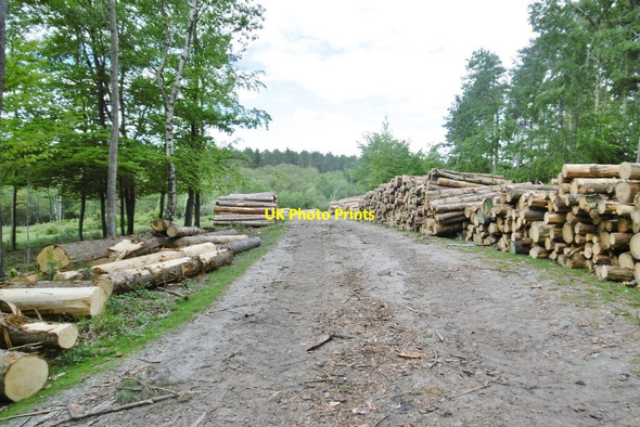 Photo 6"x4" Longdown Inclosure, timber Ashurst\/SU3310 c2015