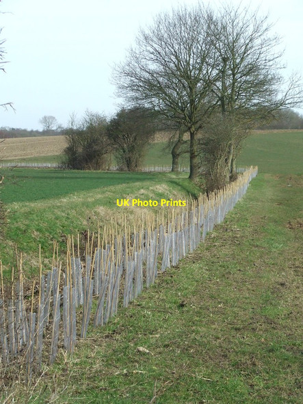 Photo 6"x4" New Hedge Middleton\/TM4367 c2015