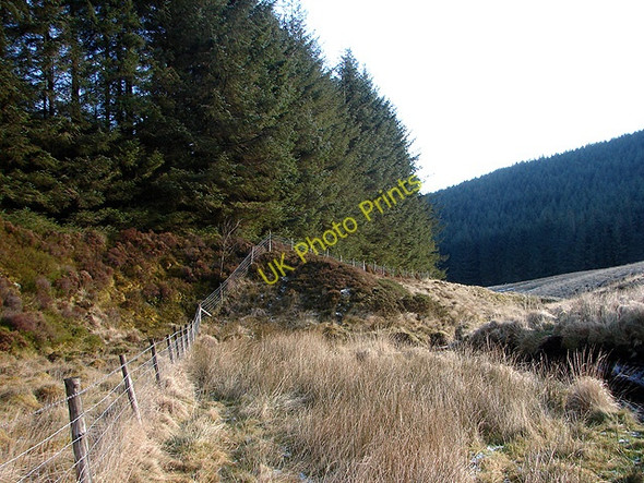 Photo 6"x4" Outside the Hafren Forest boundary fence Pant Mawr\/SN8482 c2009