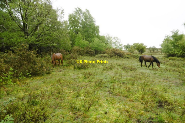 Photo 6"x4" Furzey Lodge, ponies Furzey Lodge c2015