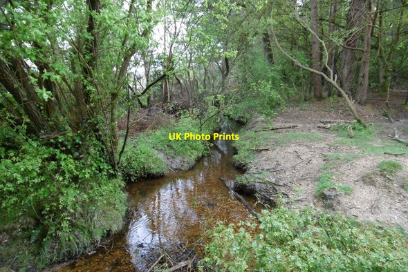 Photo 6"x4" Hawkhill Inclosure, Worts Gutter Furzey Lodge c2015