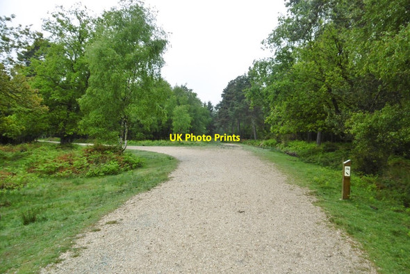 Photo 6"x4" Hawkhill Inclosure, forestry road junction Furzey Lodge c2015