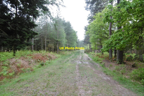 Photo 6"x4" Hawkhill Inclosure, forestry track Furzey Lodge c2015